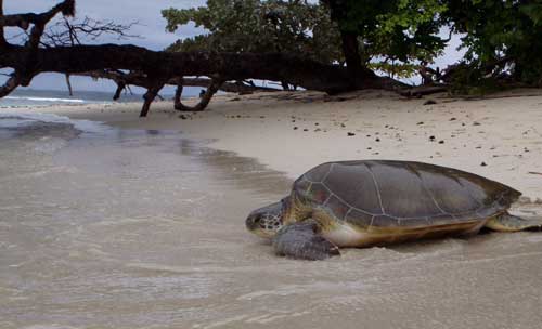 GreenTurtle-DavidGodfreySTC