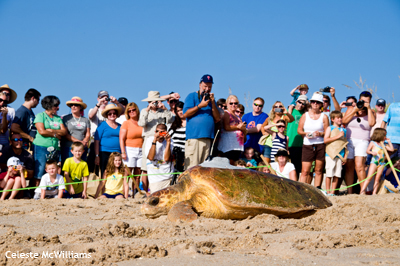 Tour de Turtles Release - Celeste M