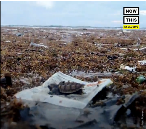 Sea turtle hatchlings encounter plastic in offshore sargassum mats and often mistake it as food.