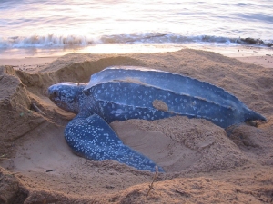 leatherback-adult-DanielEvansCCC